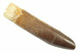 Fossil Sauropod Dinosaur (Titanosaur?) Tooth - Morocco #238738-1